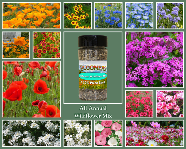 All Annual Wildflower Mix - Image 2