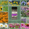 All Perennial Wildflower Mix - Image 2