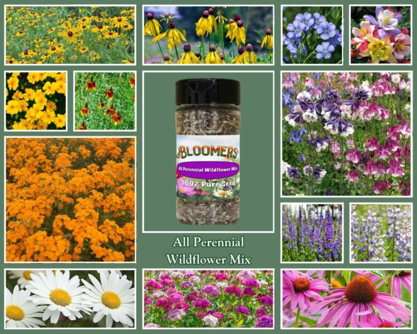 All Perennial Wildflower Mix - Image 2