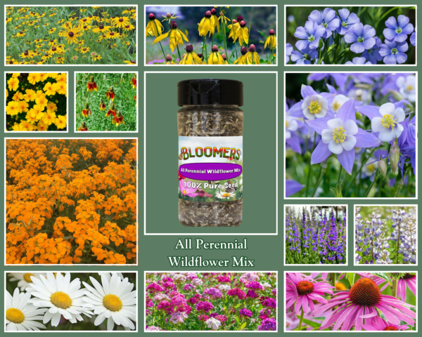 All Perennial Wildflower Mix - Image 2