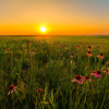 All Perennial Wildflower Mix