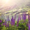 All Perennial Wildflower Mix - Image 3