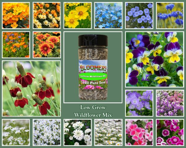 Low Grow Wildflower Mix - Image 2