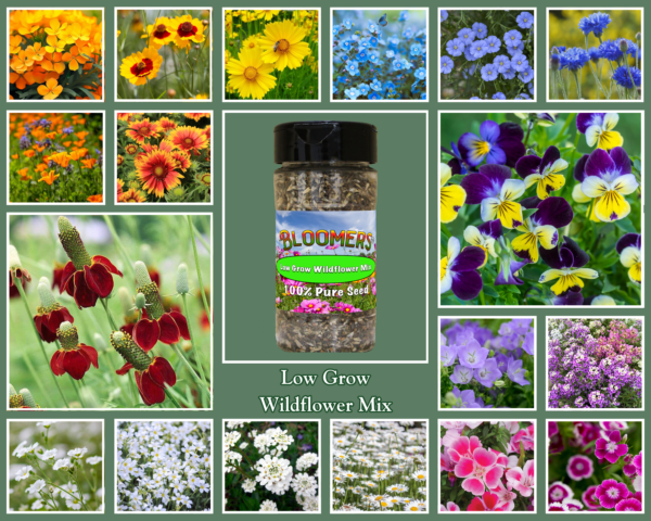 Low Grow Wildflower Mix - Image 2