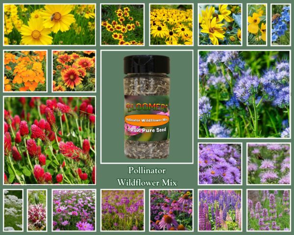 Pollinator Wildflower Mix - Image 2