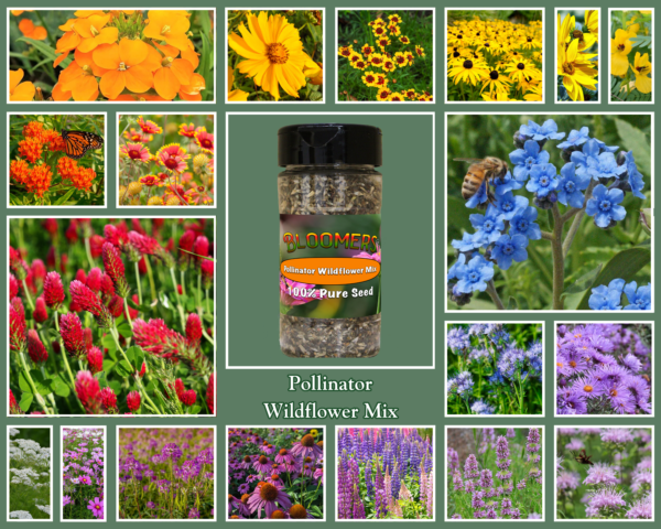 Pollinator Wildflower Mix - Image 2