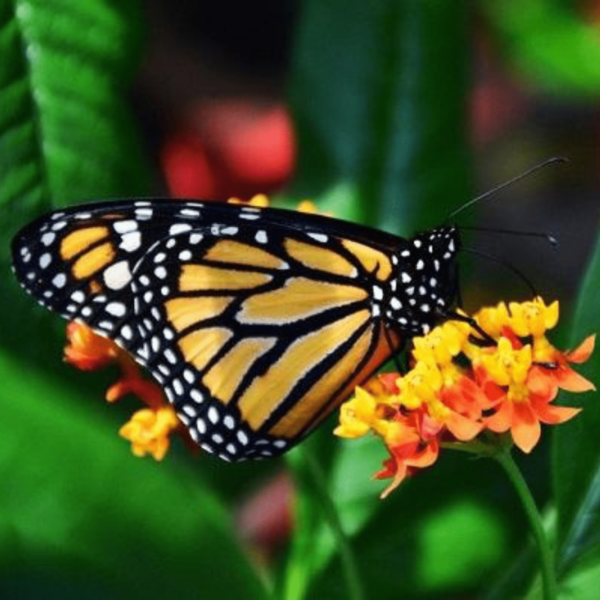 Pollinator Wildflower Mix