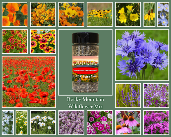 Rocky Mountain Wildflower Mix - Image 2