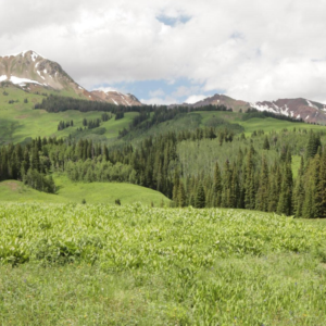 Rocky Mountain Native Mix