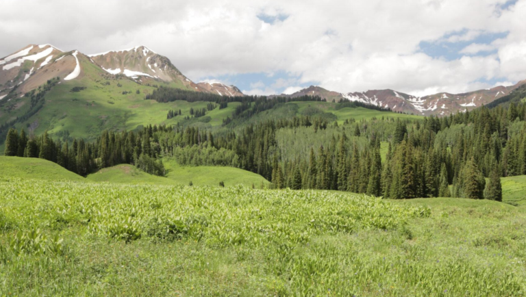 Rocky Mountain Native Mix