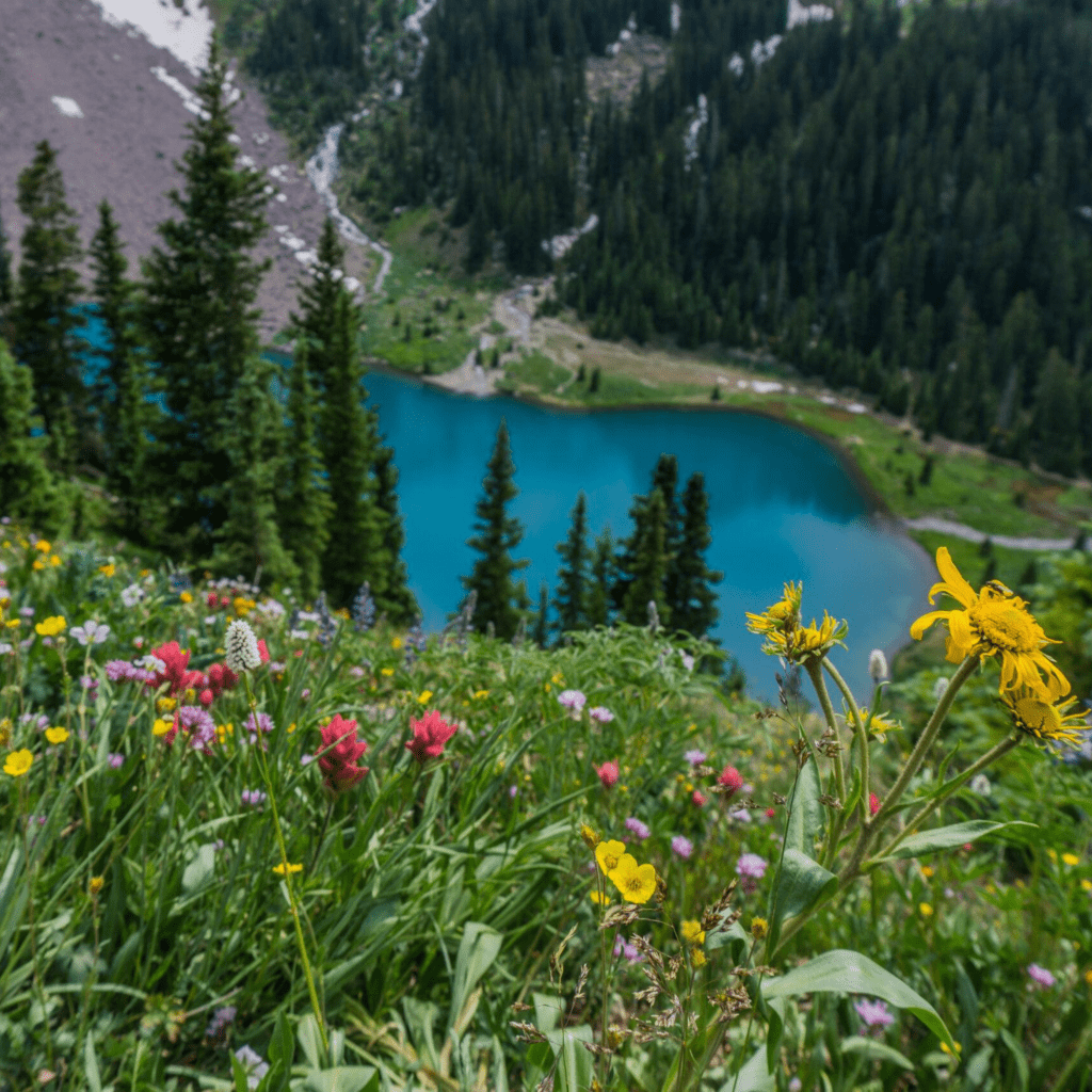 Rocky Mountain Wildflower Mix