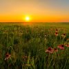 All Perennial Wildflower Mix - Image 5
