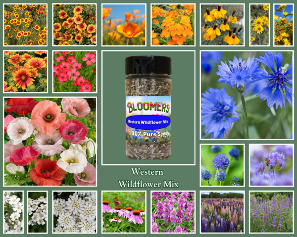 Western Wildflower Mix - Image 2