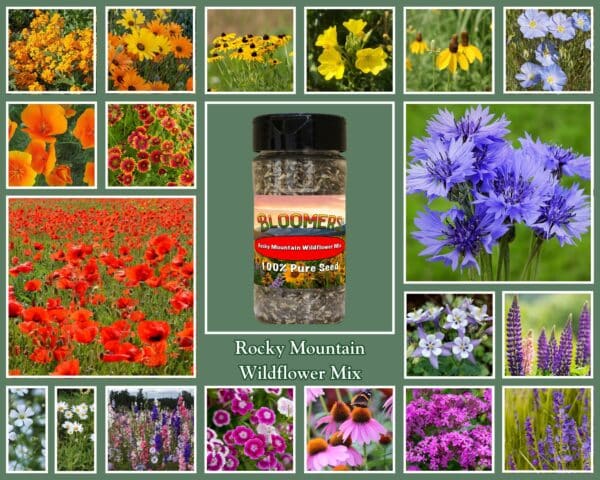 rocky mountain wildflower mix
