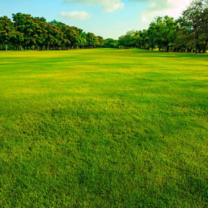 green turf grass field