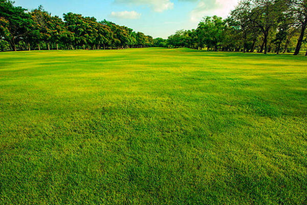 green turf grass field