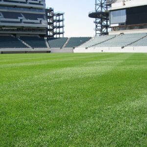 sports field turf grass