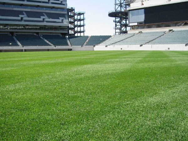 sports field turf grass