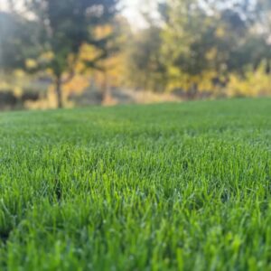 turf grass lawn