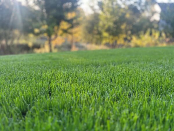 turf grass lawn