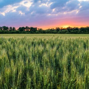 Nature's Choice Grass Field