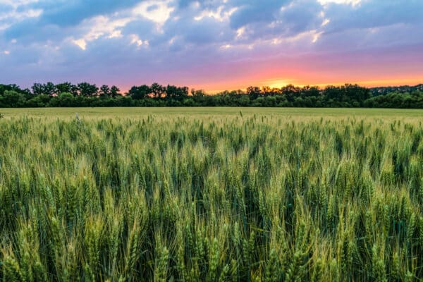 Nature's Choice Grass Field