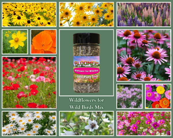 Wildflowers For Wild Birds - Image 2