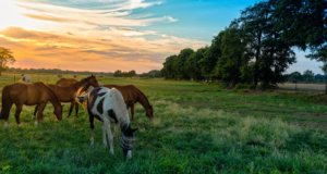 Reclamation & Pasture