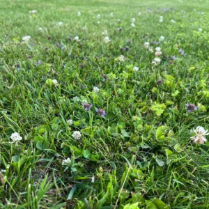 bee lawn