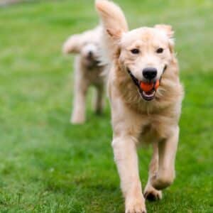 Premium Recovery Dog Park Blend